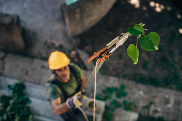 Leaf Removal in Ferndale, PA