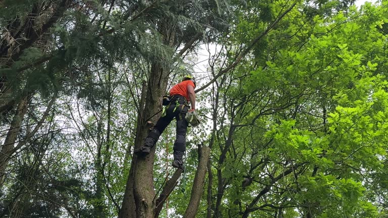 Trusted Ferndale, PA Tree Care  Experts