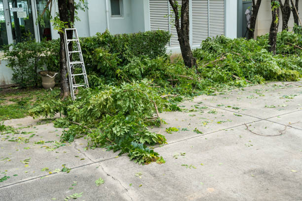 How Our Tree Care Process Works  in  Ferndale, PA